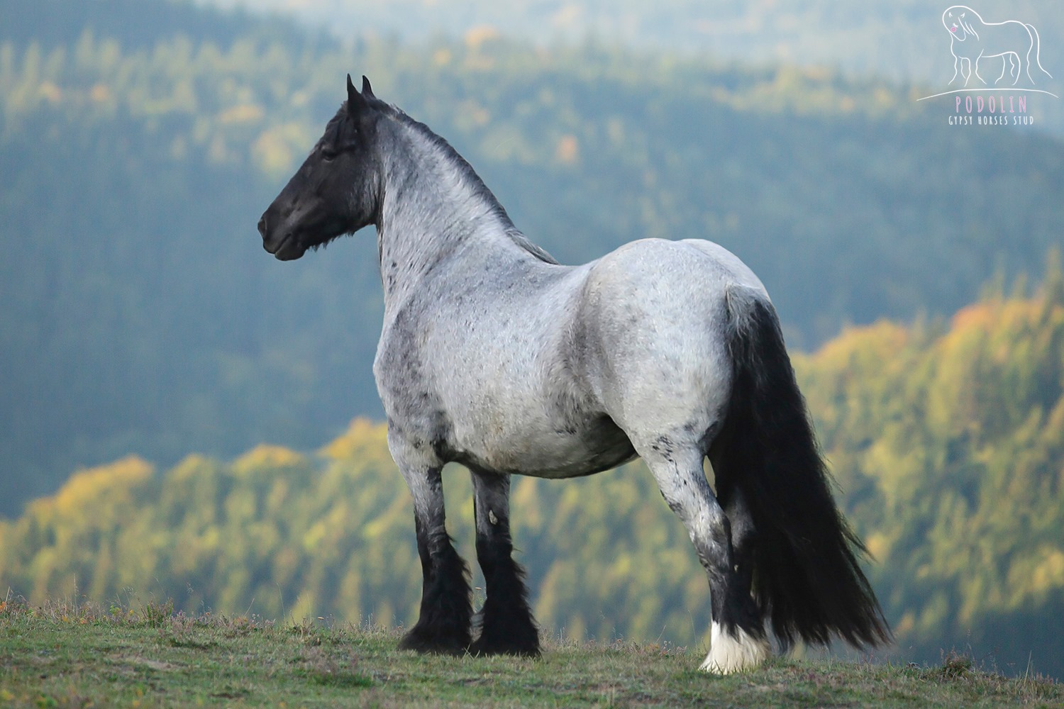 Roan Gypsy Cob